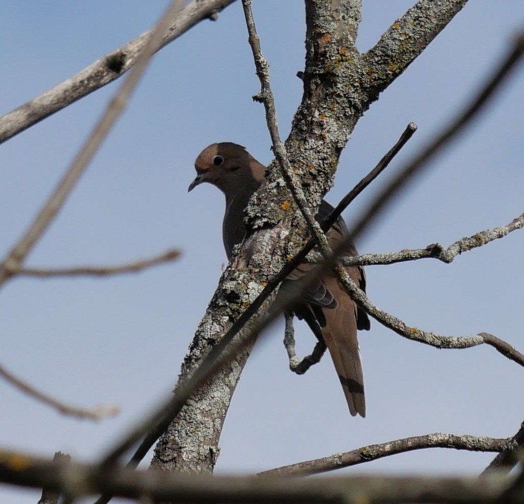 Mourning Dove - ML643292856