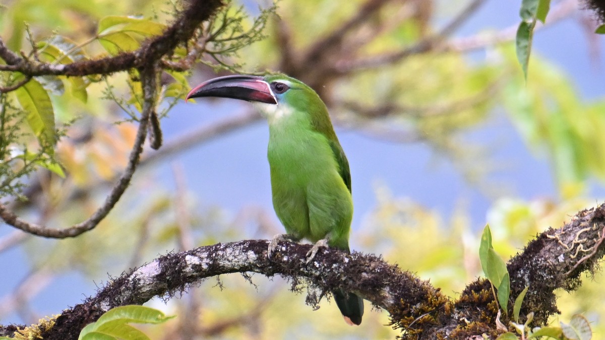 Chestnut-tipped Toucanet - ML643292857