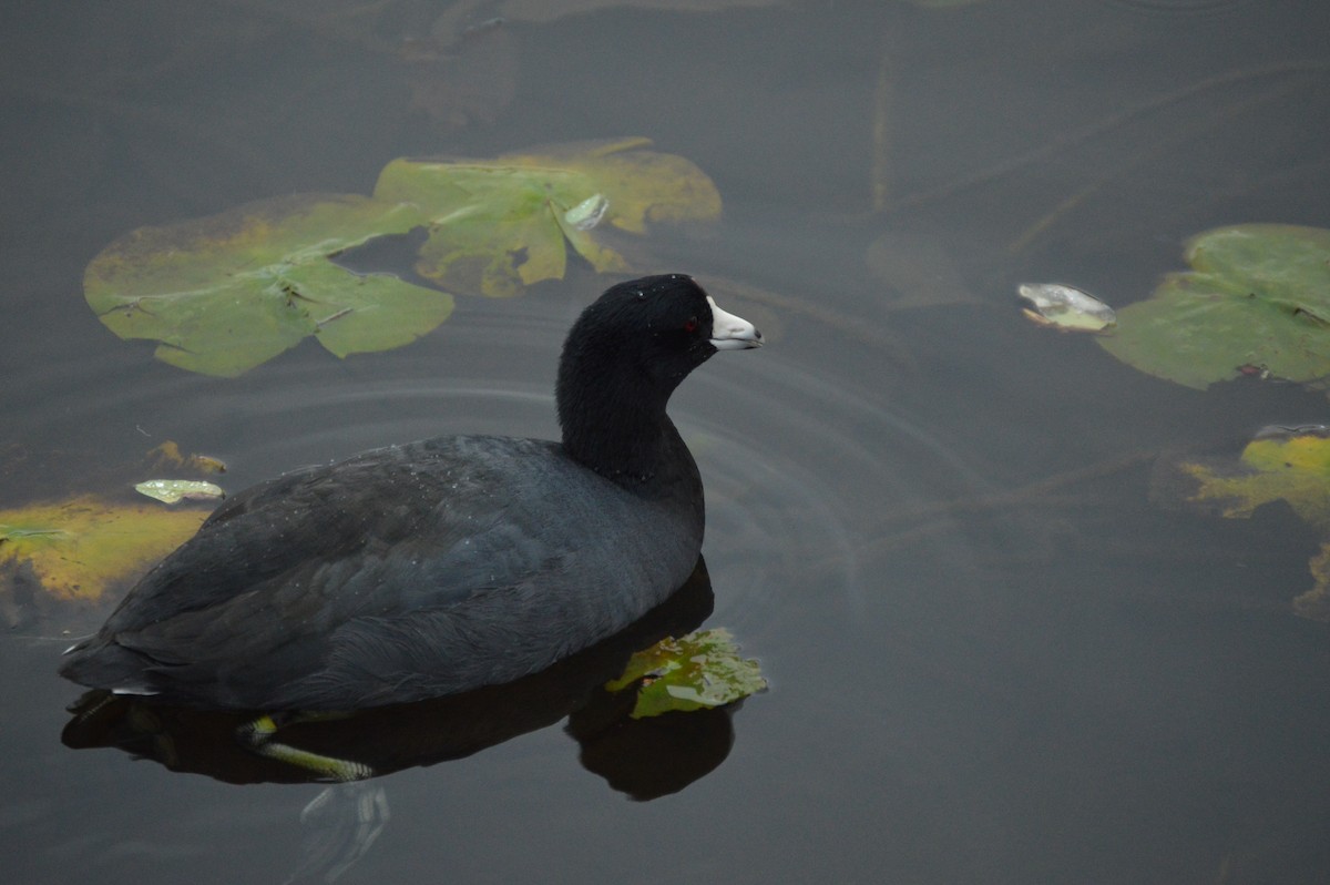 American Coot - ML643292859