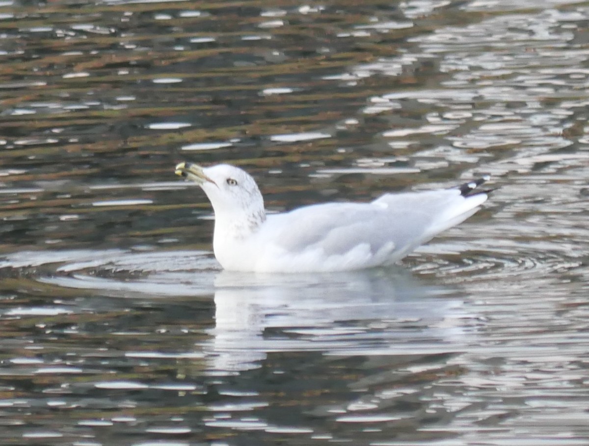 Ring-billed Gull - ML643292861