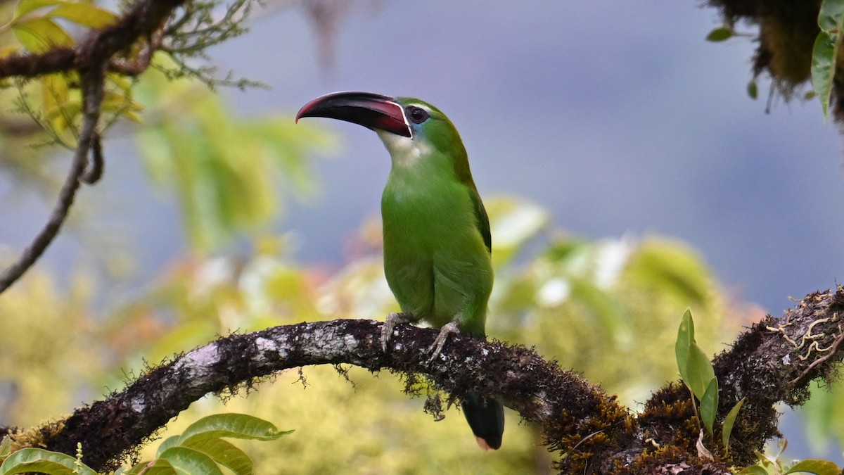 Chestnut-tipped Toucanet - ML643292862