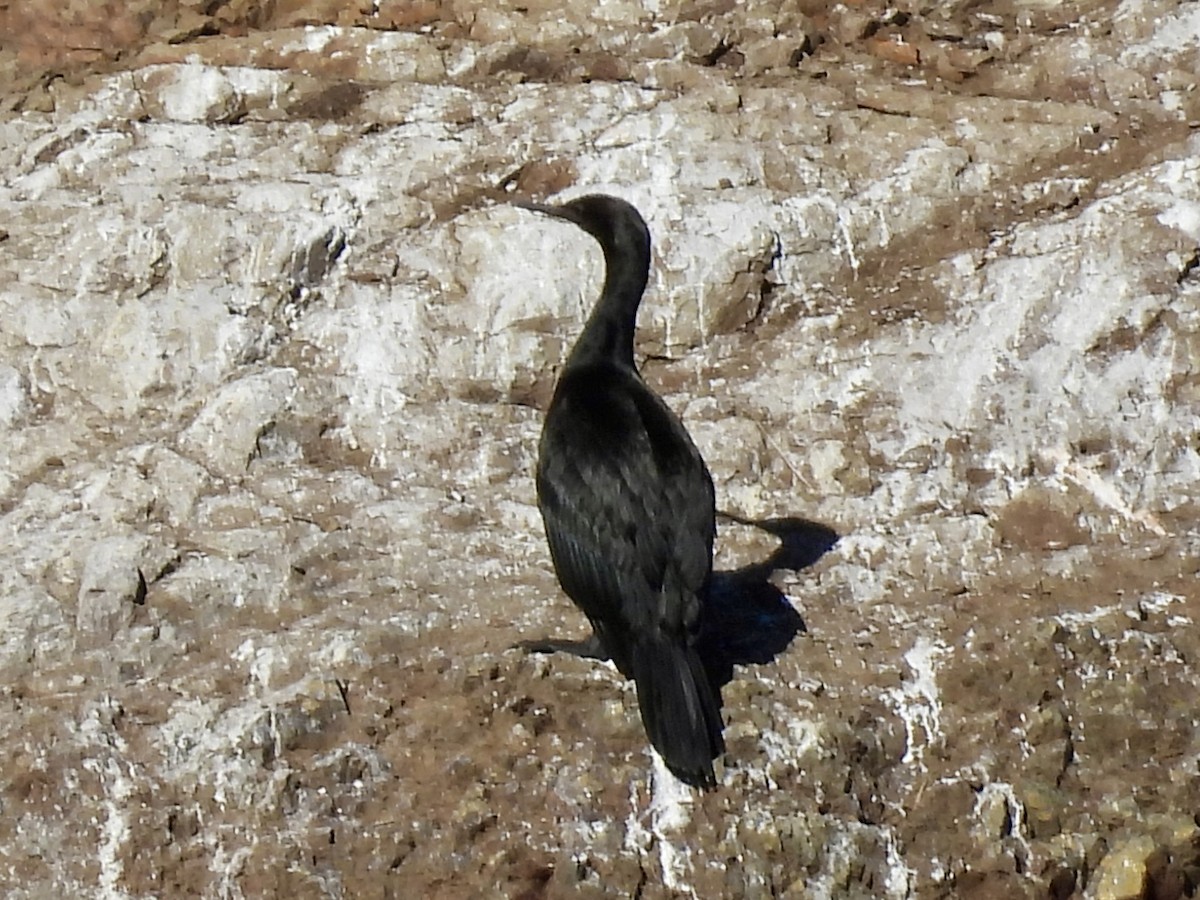 Pelagic Cormorant - ML643292867