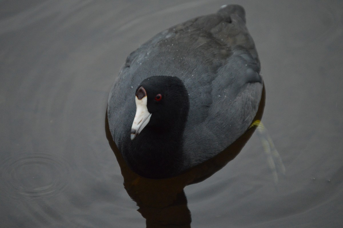 American Coot - ML643292869