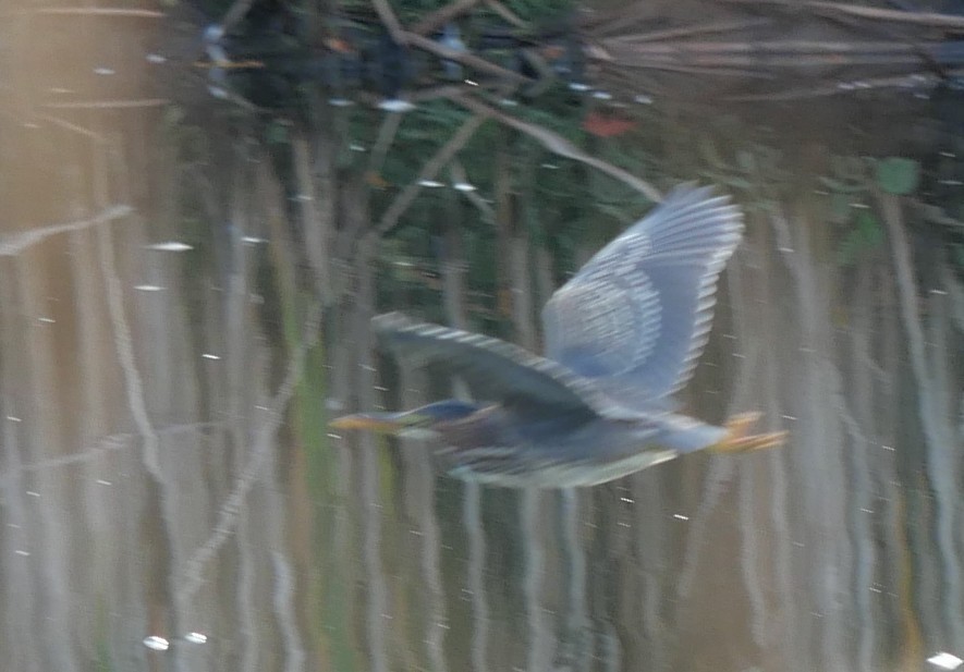 Green Heron - ML643292872