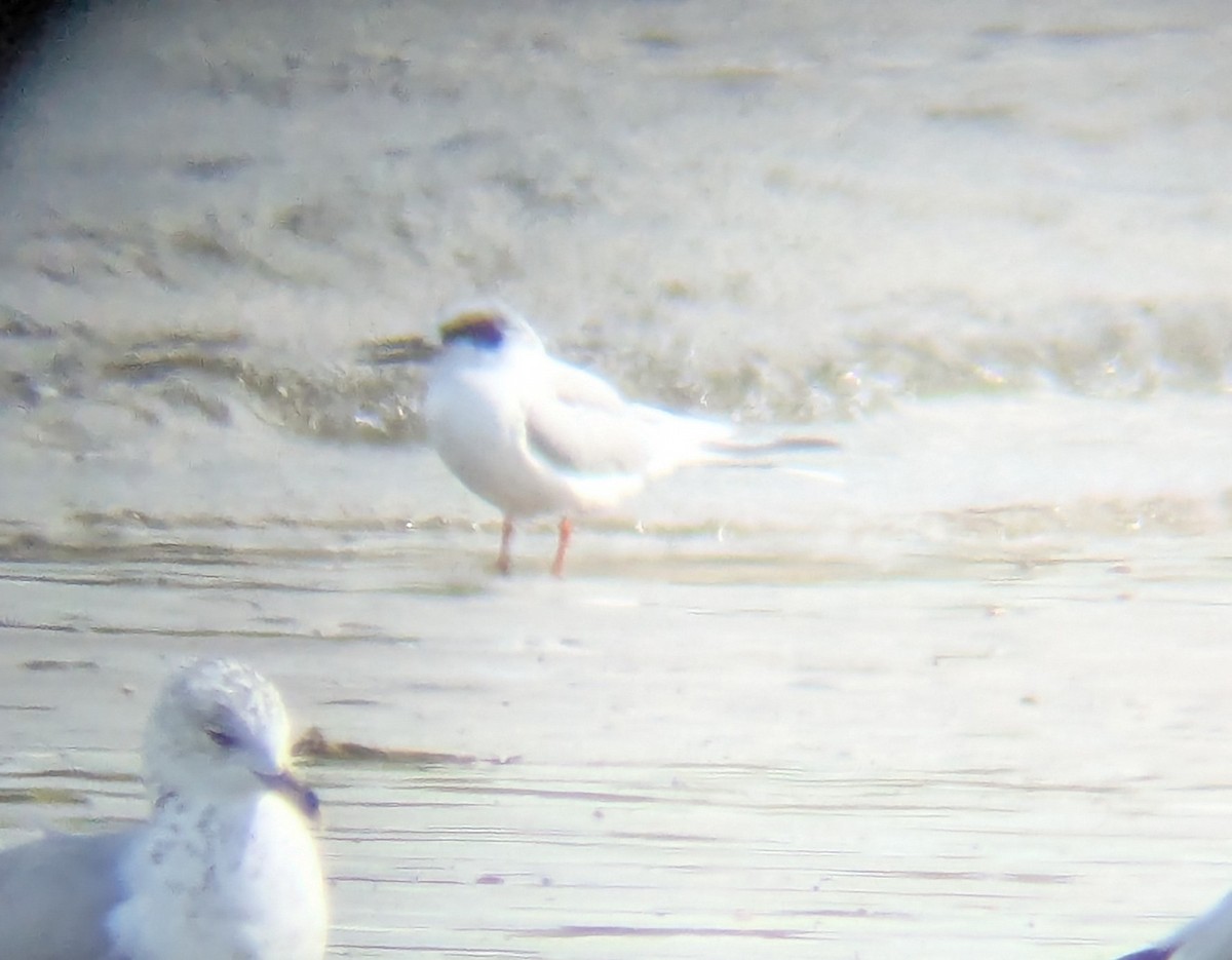 Forster's Tern - ML643292875