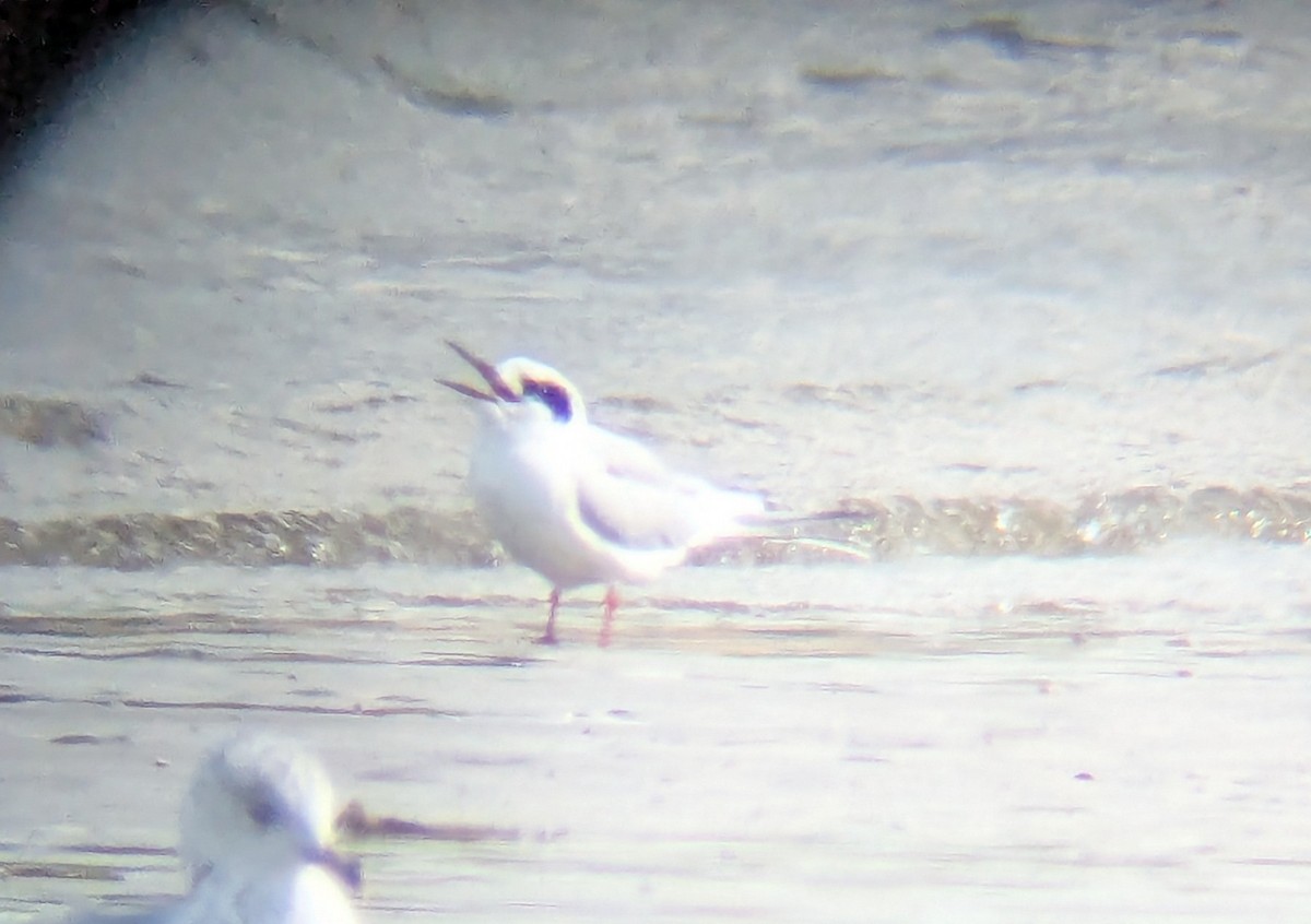 Forster's Tern - ML643292876