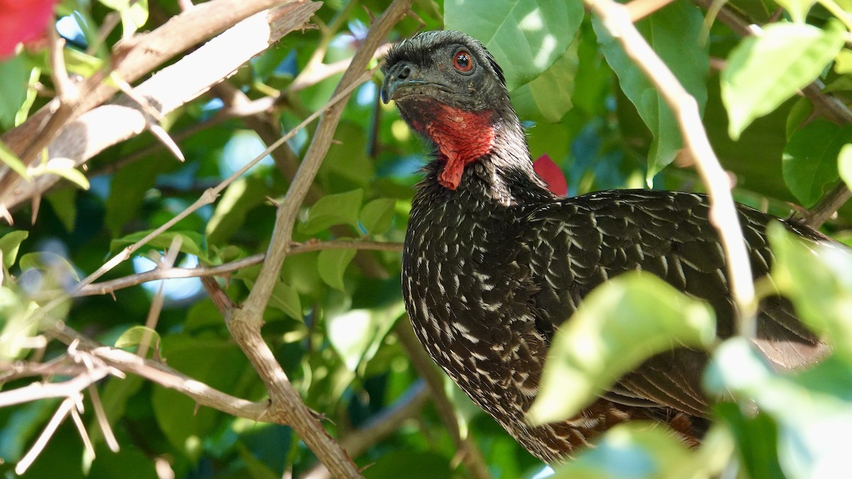 Dusky-legged Guan - ML643292878