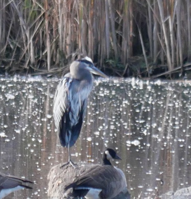 Great Blue Heron - ML643292889
