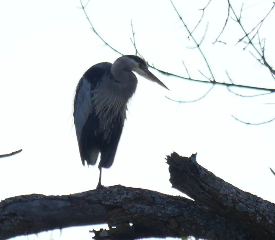 Great Blue Heron - ML643292890