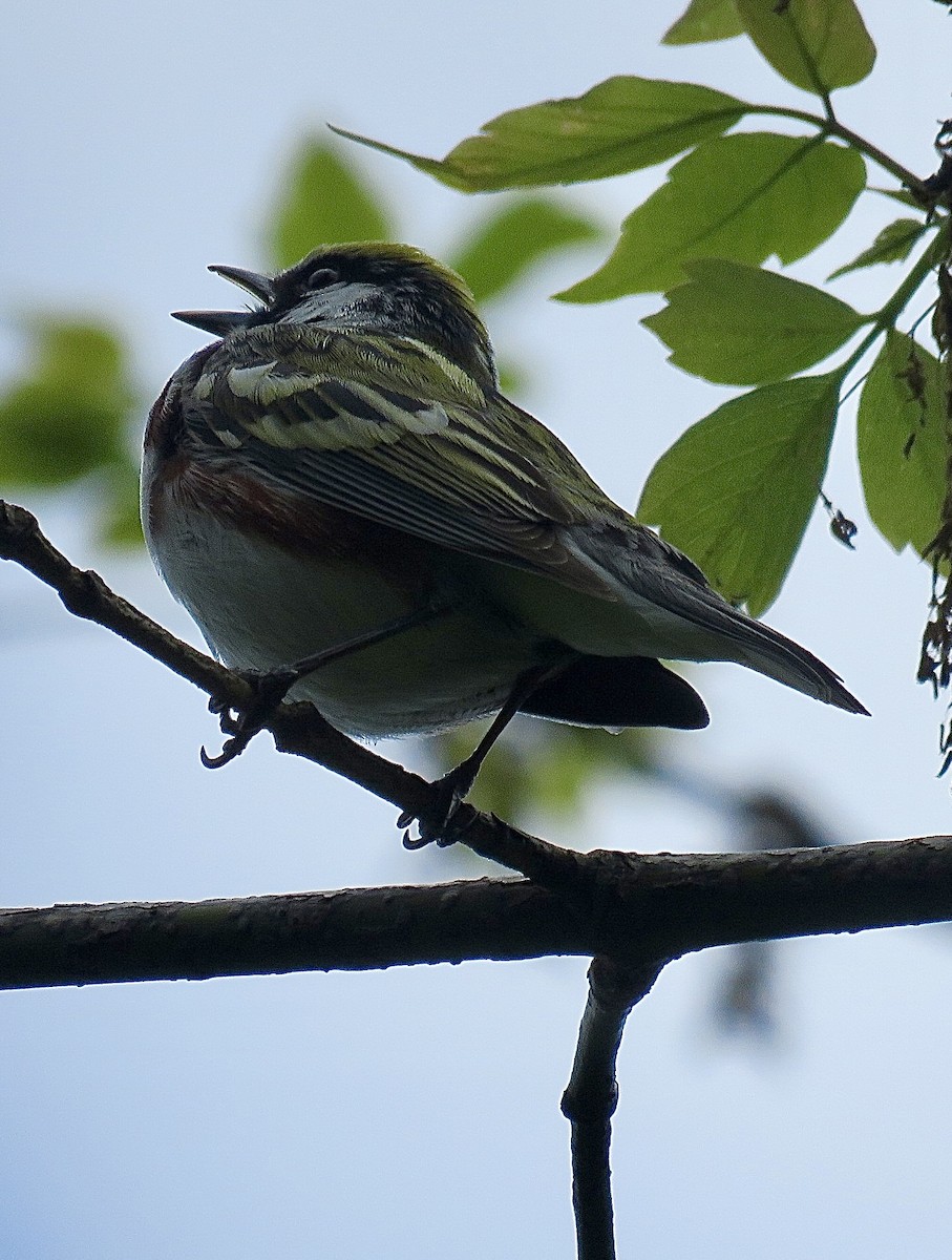 Chestnut-sided Warbler - ML643292895