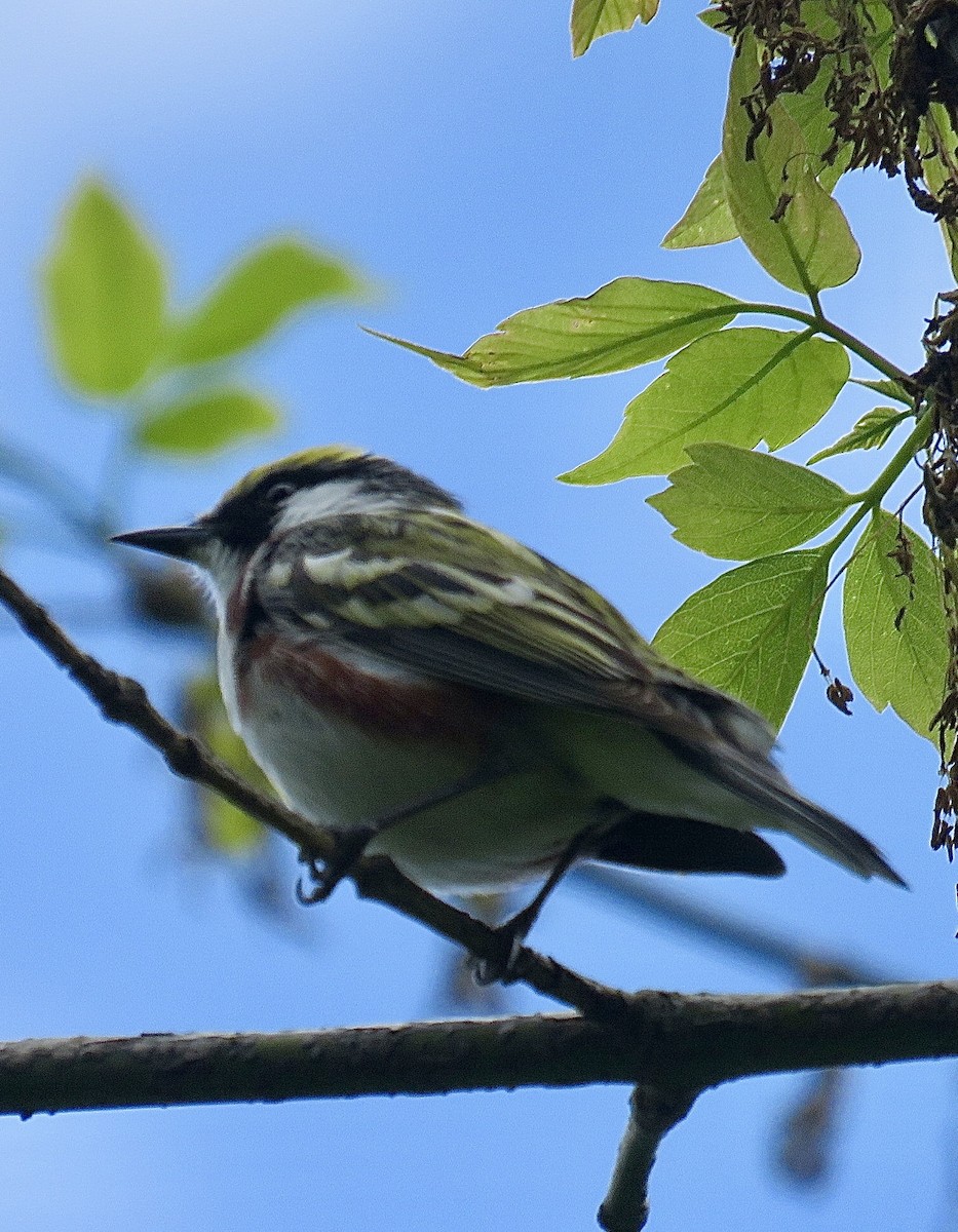 Chestnut-sided Warbler - ML643292897