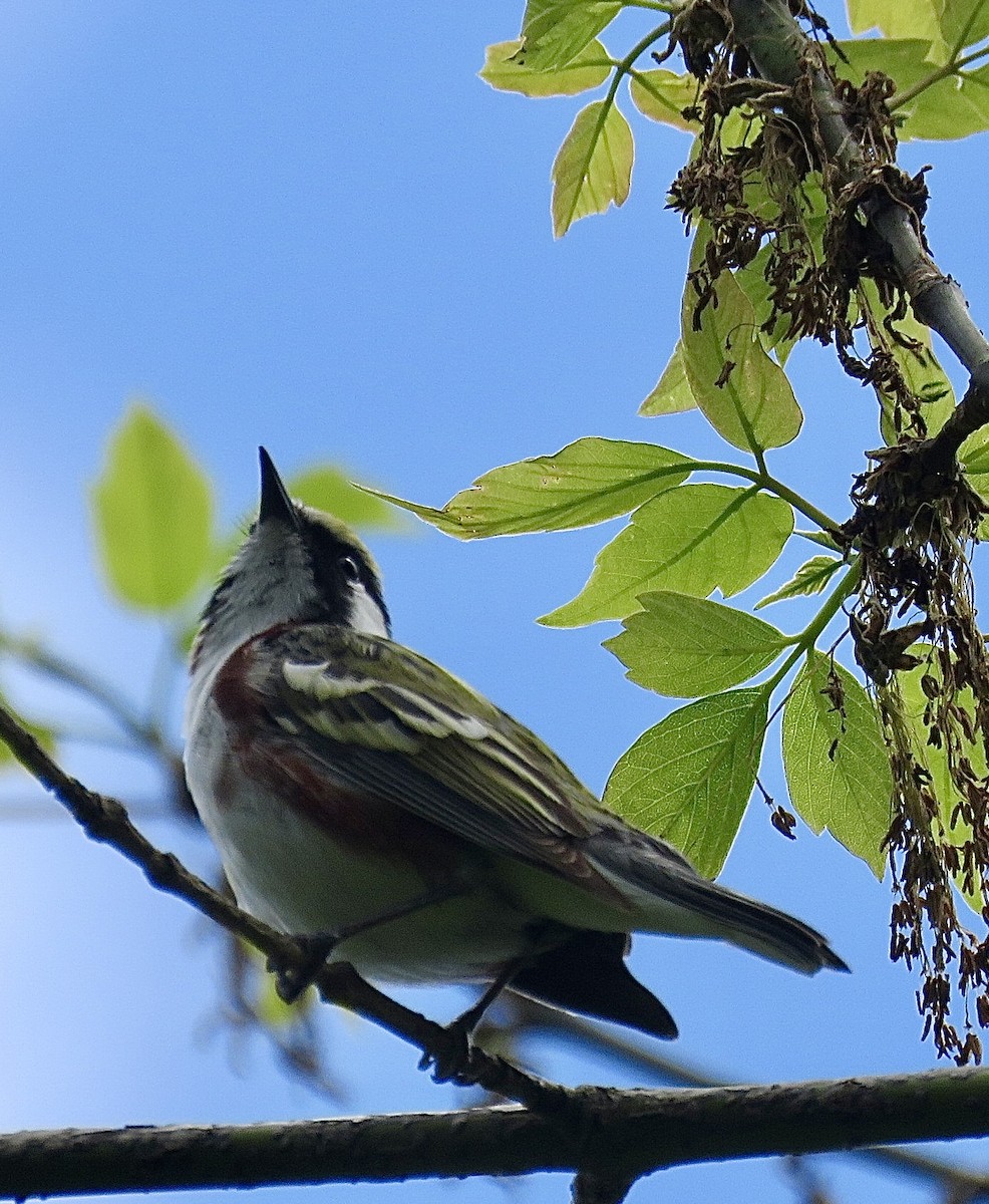 Chestnut-sided Warbler - ML643292898