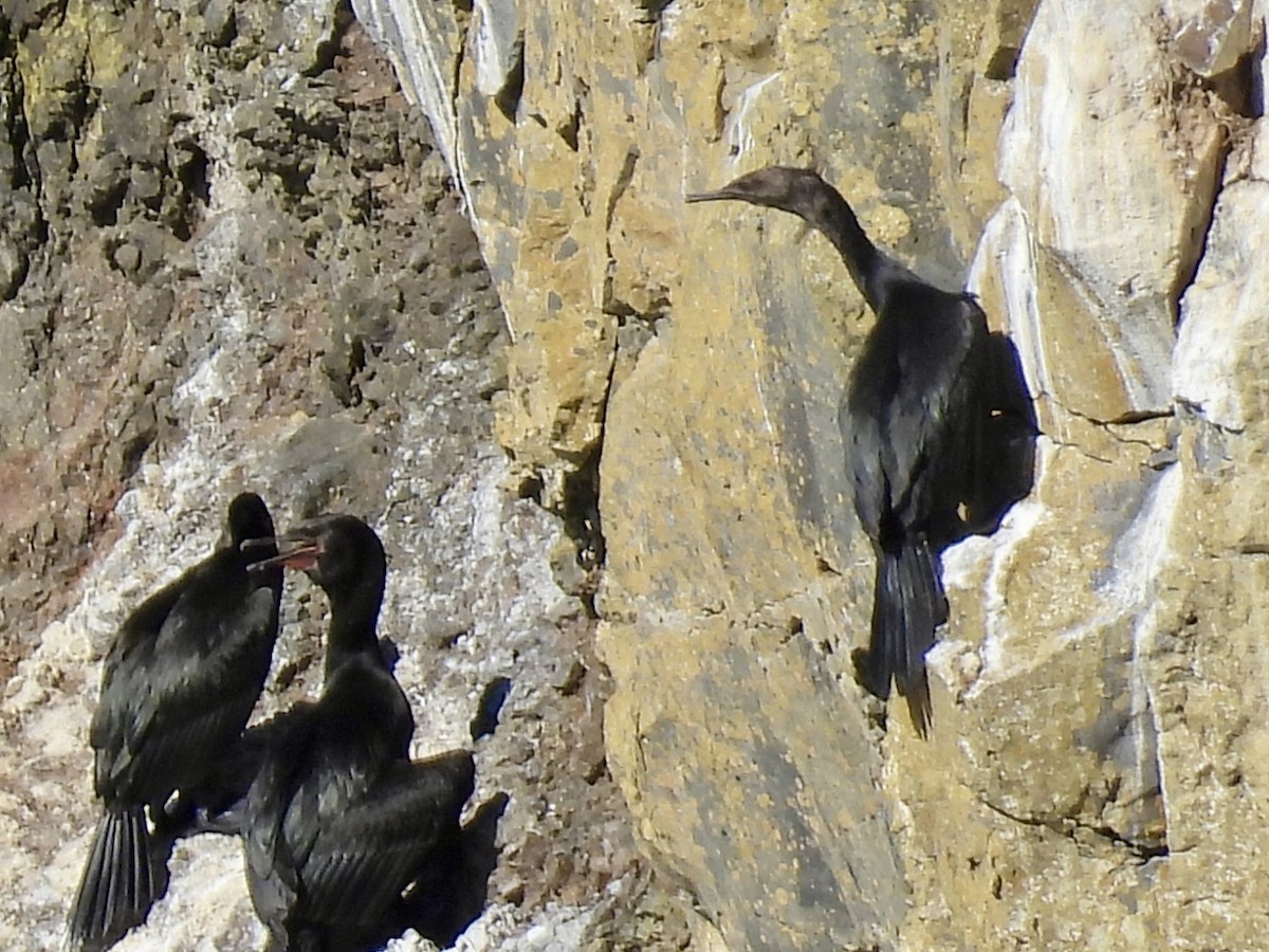 Brandt's Cormorant - ML643292904