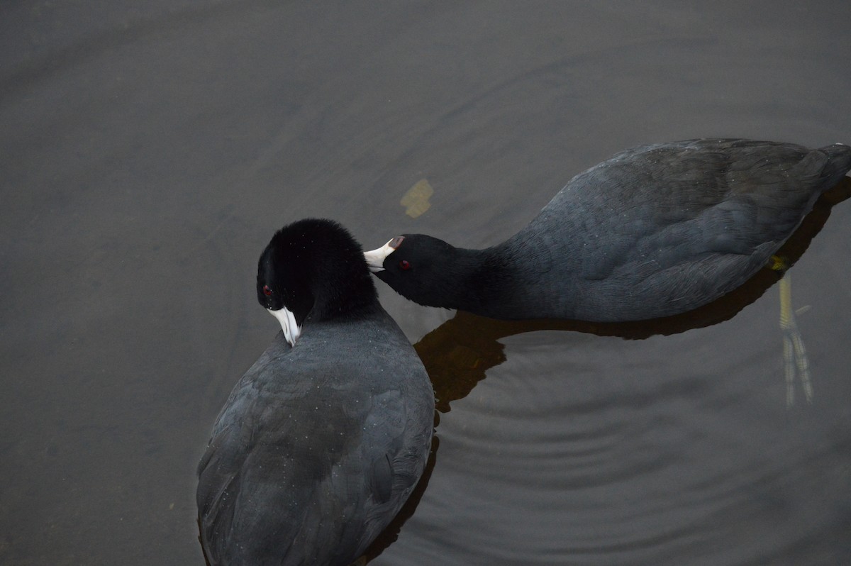 American Coot - ML643292916