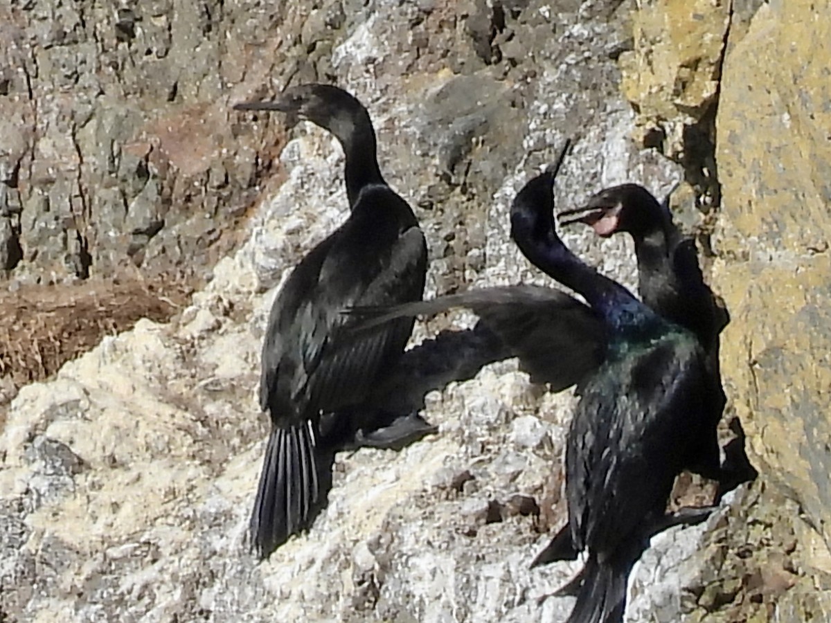Brandt's Cormorant - ML643292917