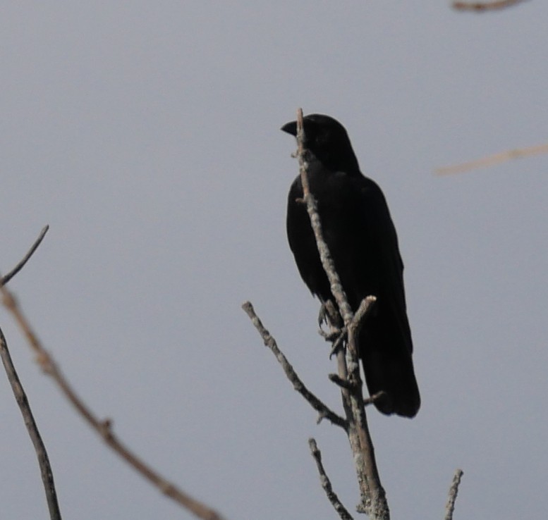 American Crow - ML643292927
