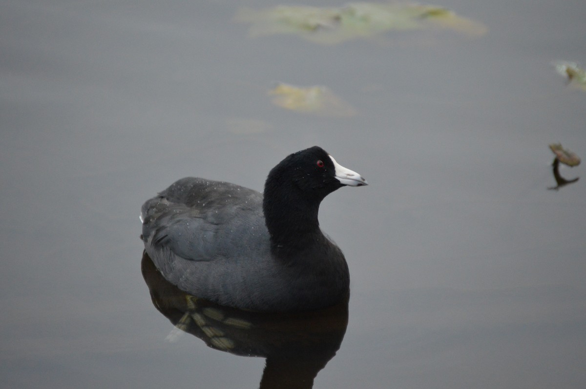American Coot - ML643292929