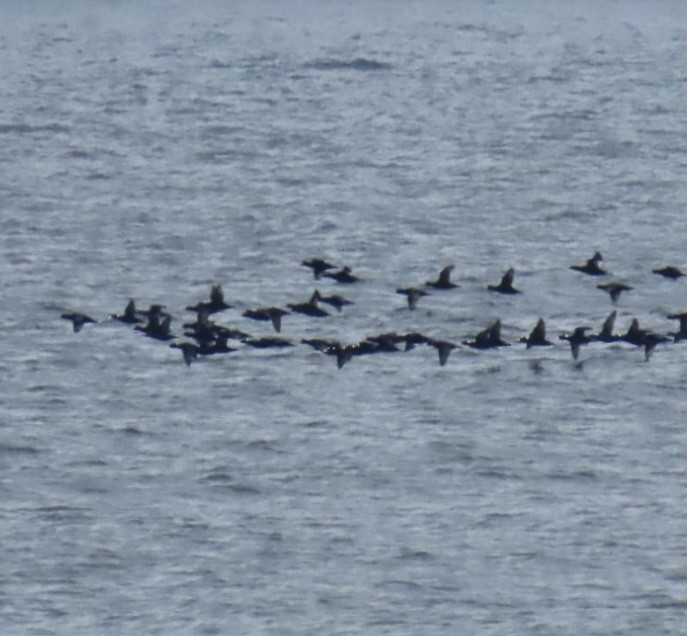 Surf Scoter - ML643292932