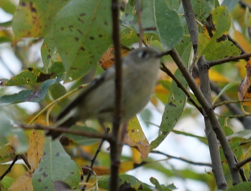 Ruby-crowned Kinglet - ML643292934