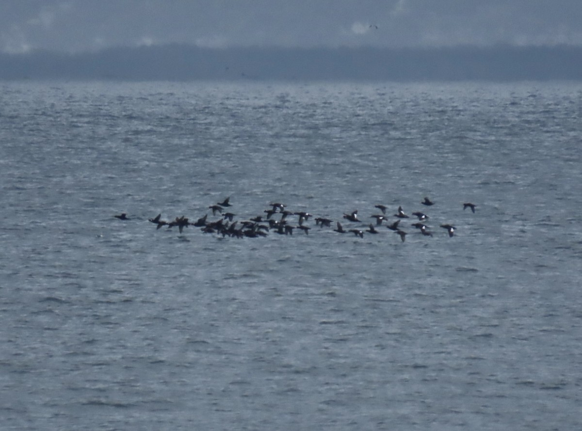 White-winged Scoter - ML643292938