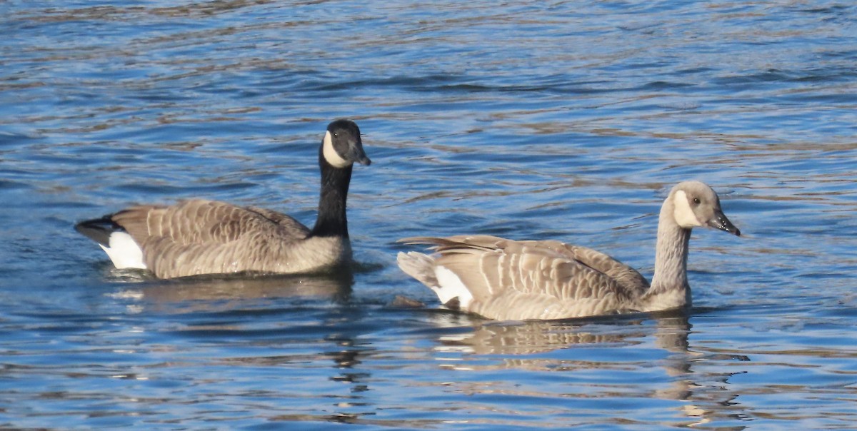 Domestic goose sp. x Canada Goose (hybrid) - ML643292947