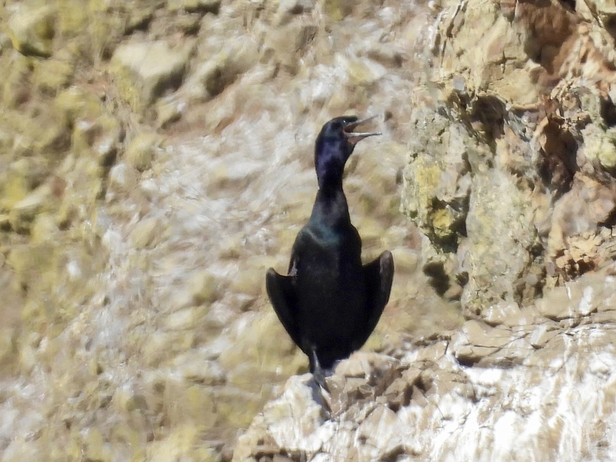 Brandt's Cormorant - ML643292967