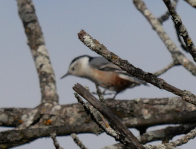 White-breasted Nuthatch - ML643292973