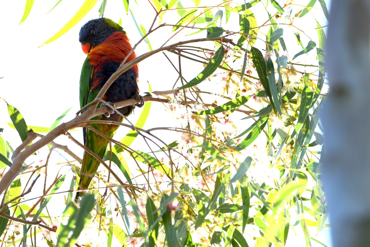 Rainbow Lorikeet - ML643292975