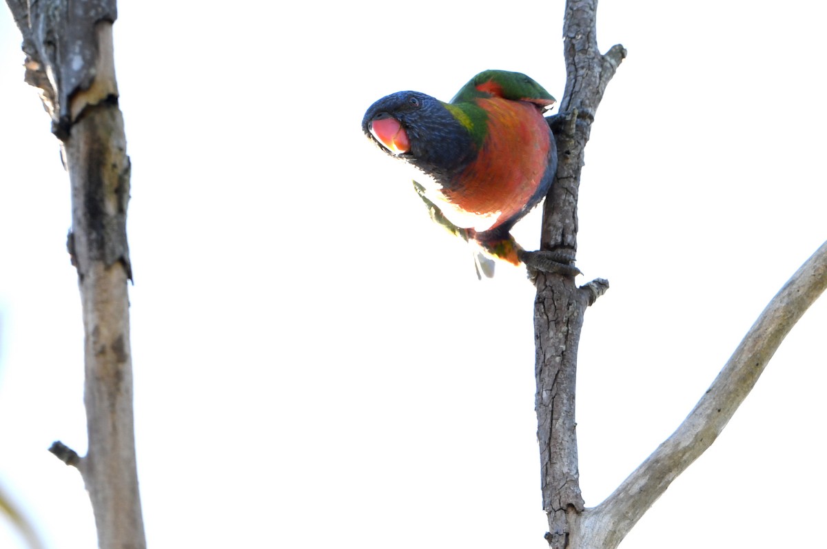 Rainbow Lorikeet - ML643292979