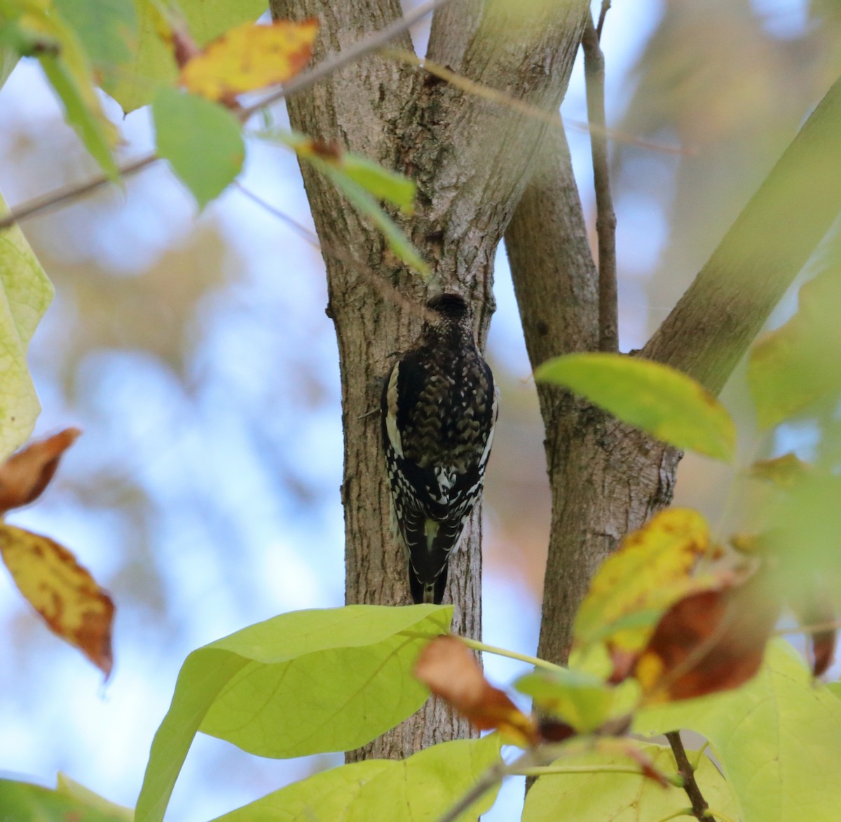 Yellow-bellied Sapsucker - ML643292980