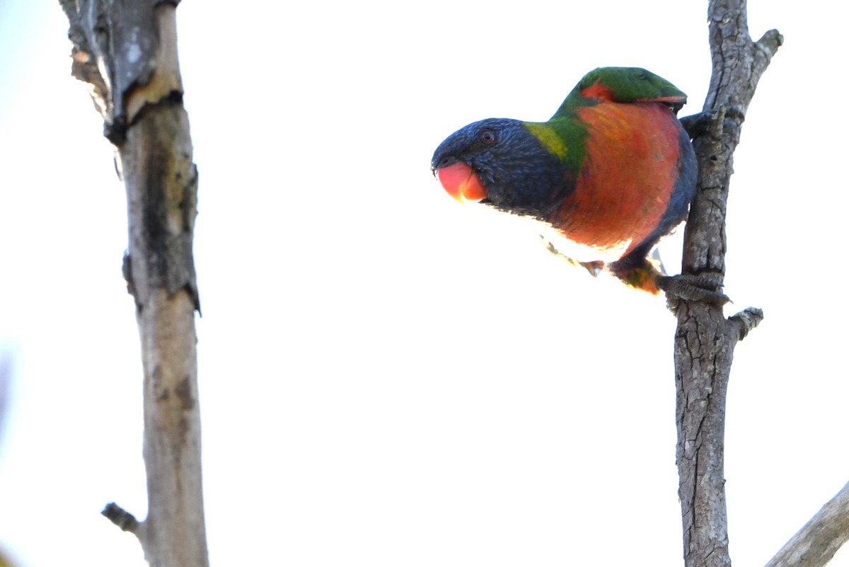Rainbow Lorikeet - ML643292983