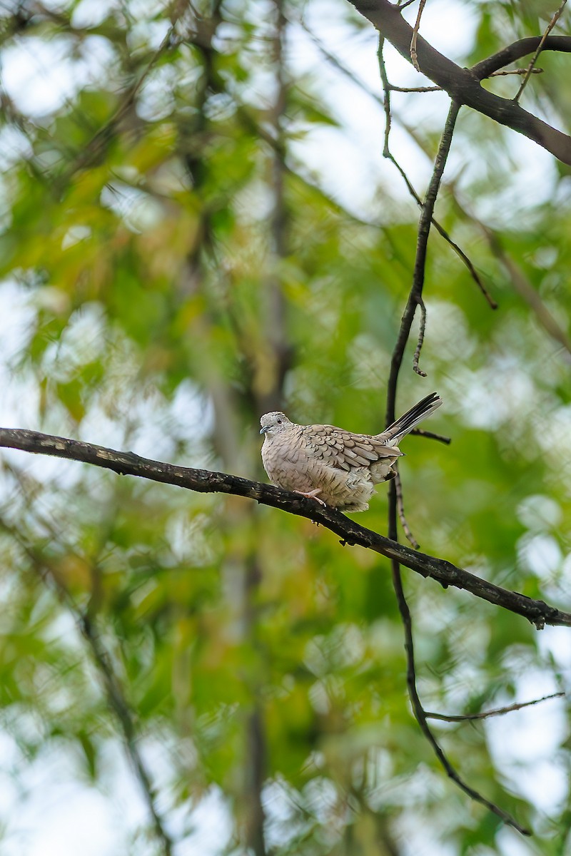 Inca Dove - ML643292985