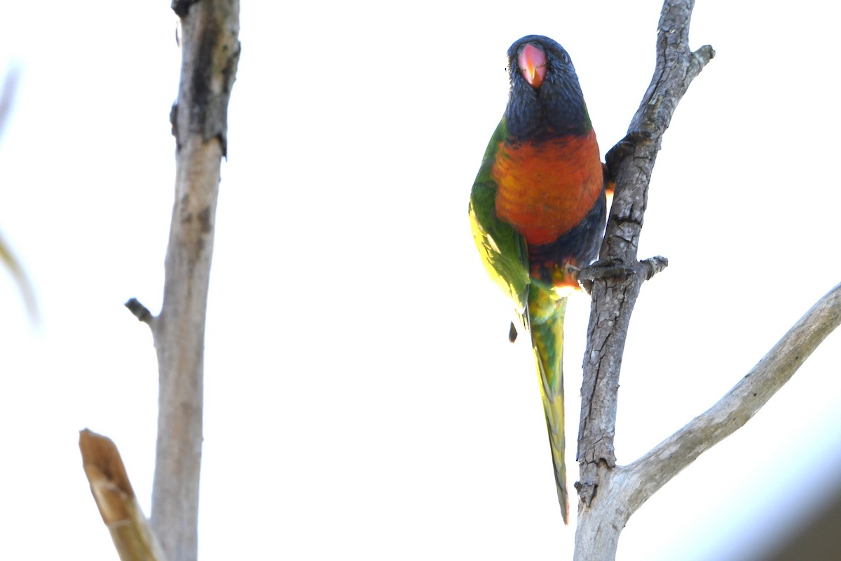 Rainbow Lorikeet - ML643292986
