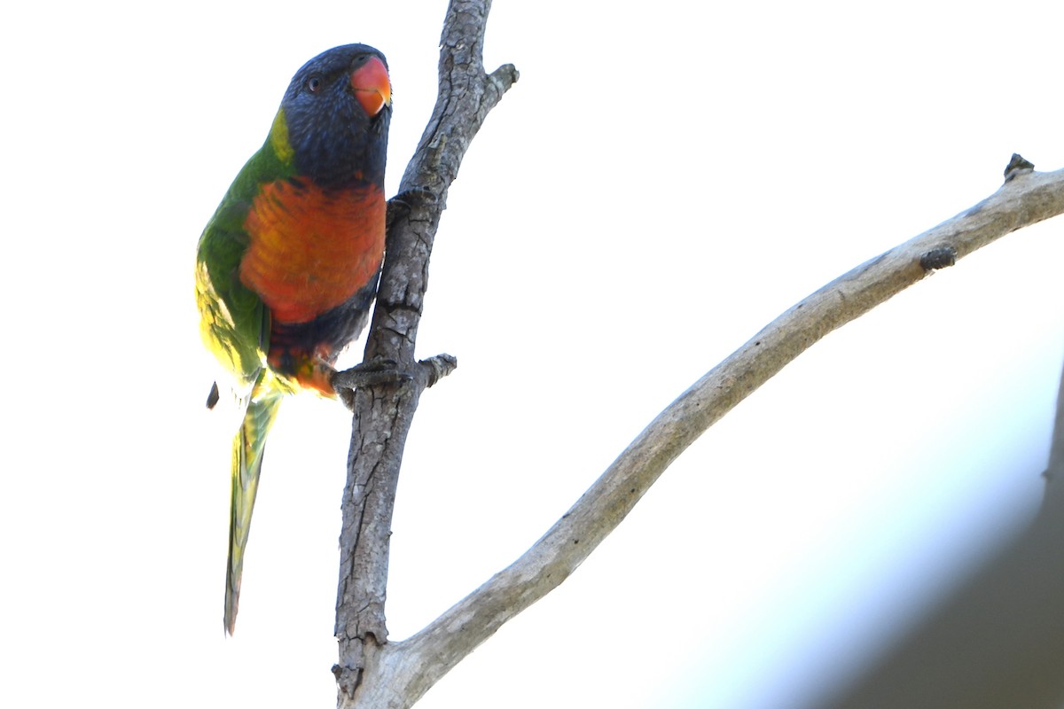 Rainbow Lorikeet - ML643292989