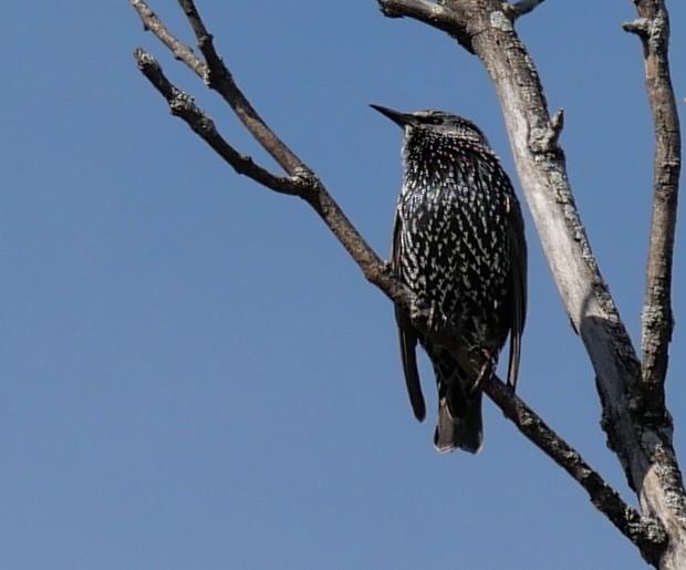 Хар тодол - ML643292992