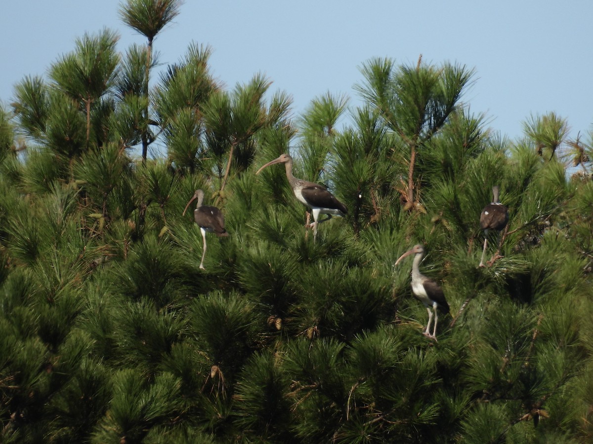 White Ibis - ML643292993