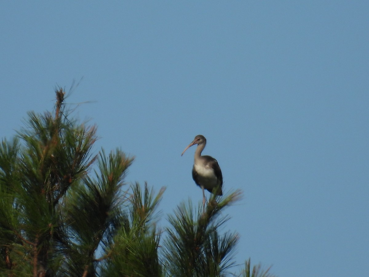 White Ibis - ML643292994