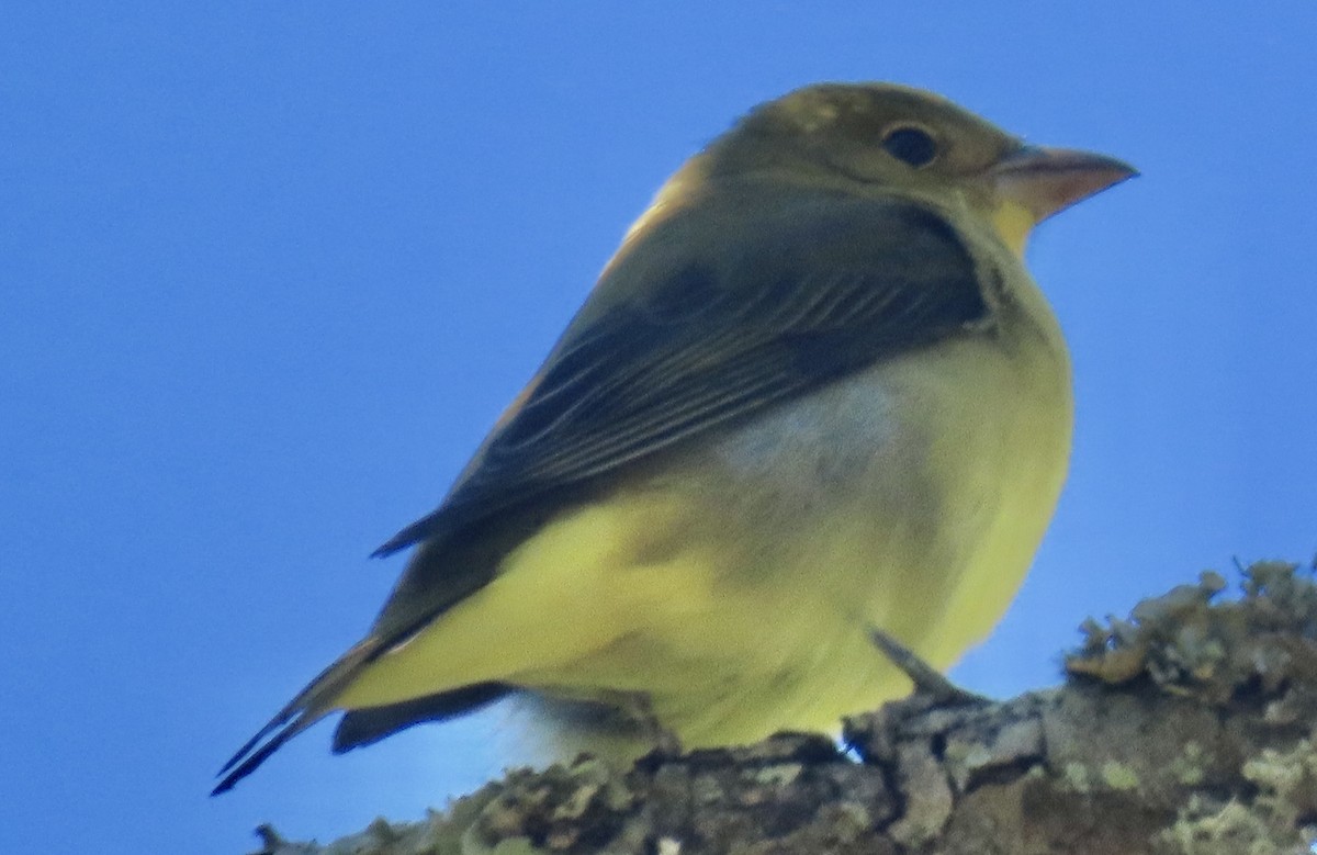 Scarlet Tanager - ML643292996