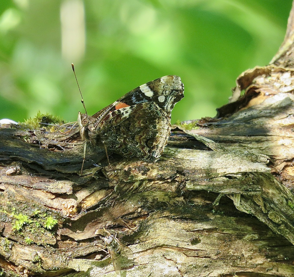 Red Admiral - ML643292997