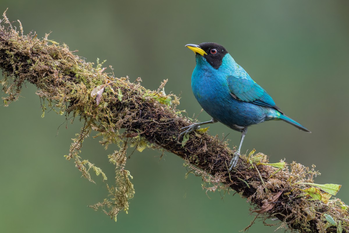 Kappennaschvogel - ML643293000