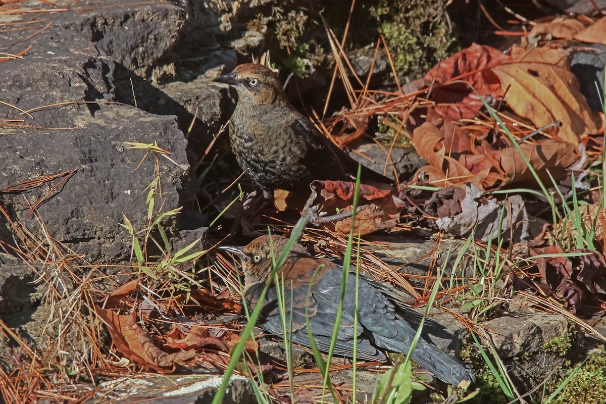 Rusty Blackbird - ML643293009