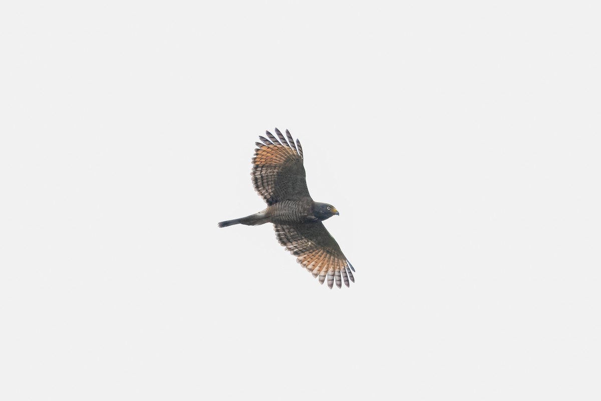 Roadside Hawk - ML643293016