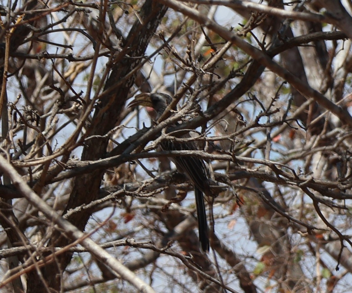 Pale-billed Hornbill - ML643293017