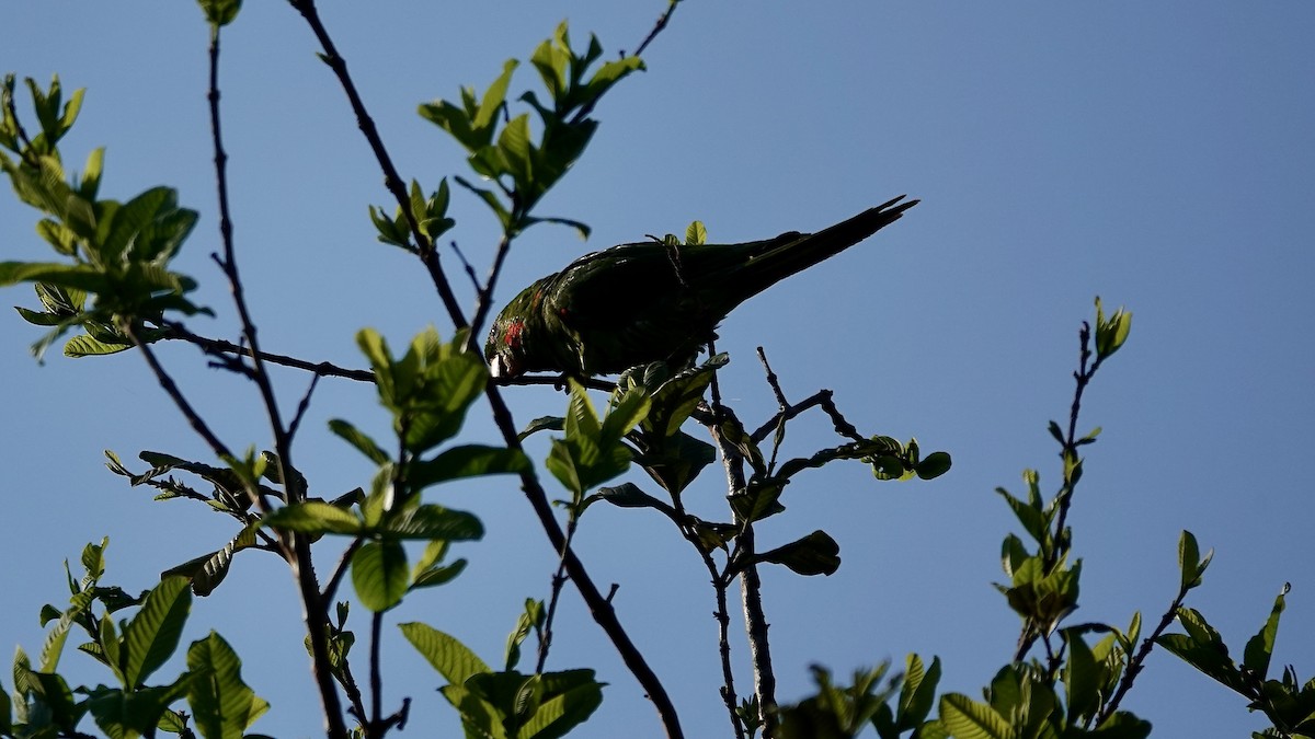 White-eyed Parakeet - ML643293025