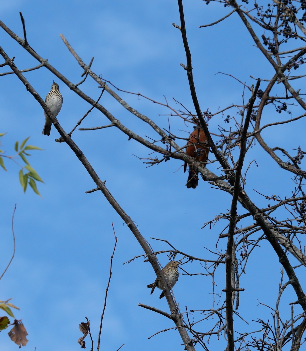 Hermit Thrush - ML643293027