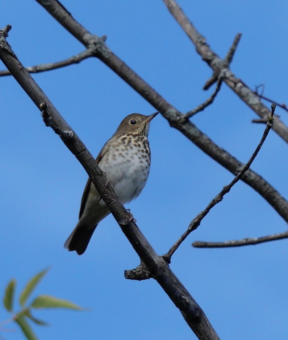 Hermit Thrush - ML643293028