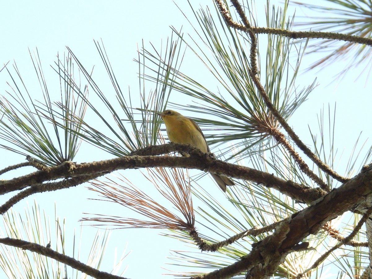 Pine Warbler - ML643293037