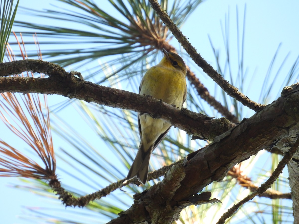 Pine Warbler - ML643293038