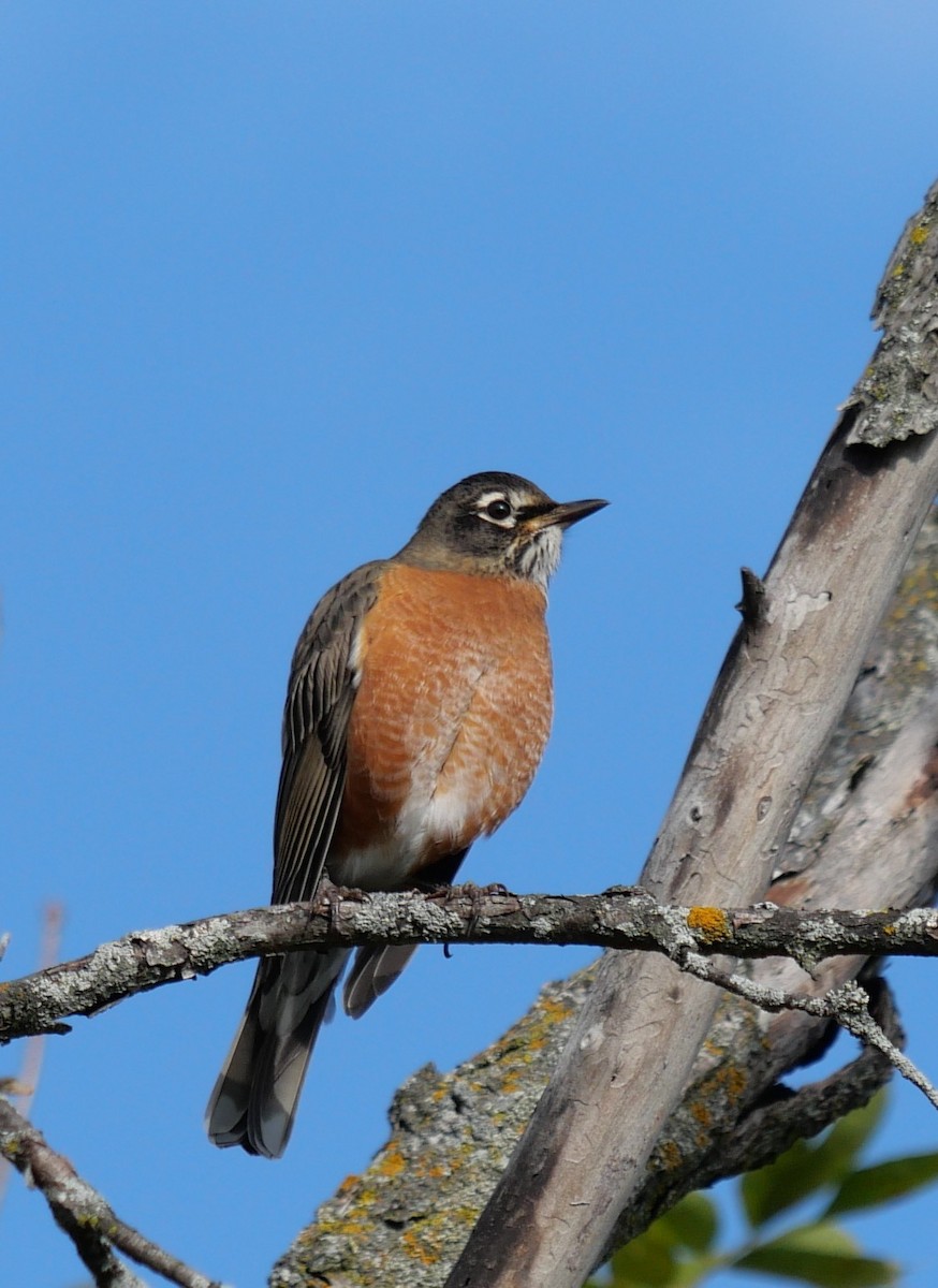 American Robin - ML643293046