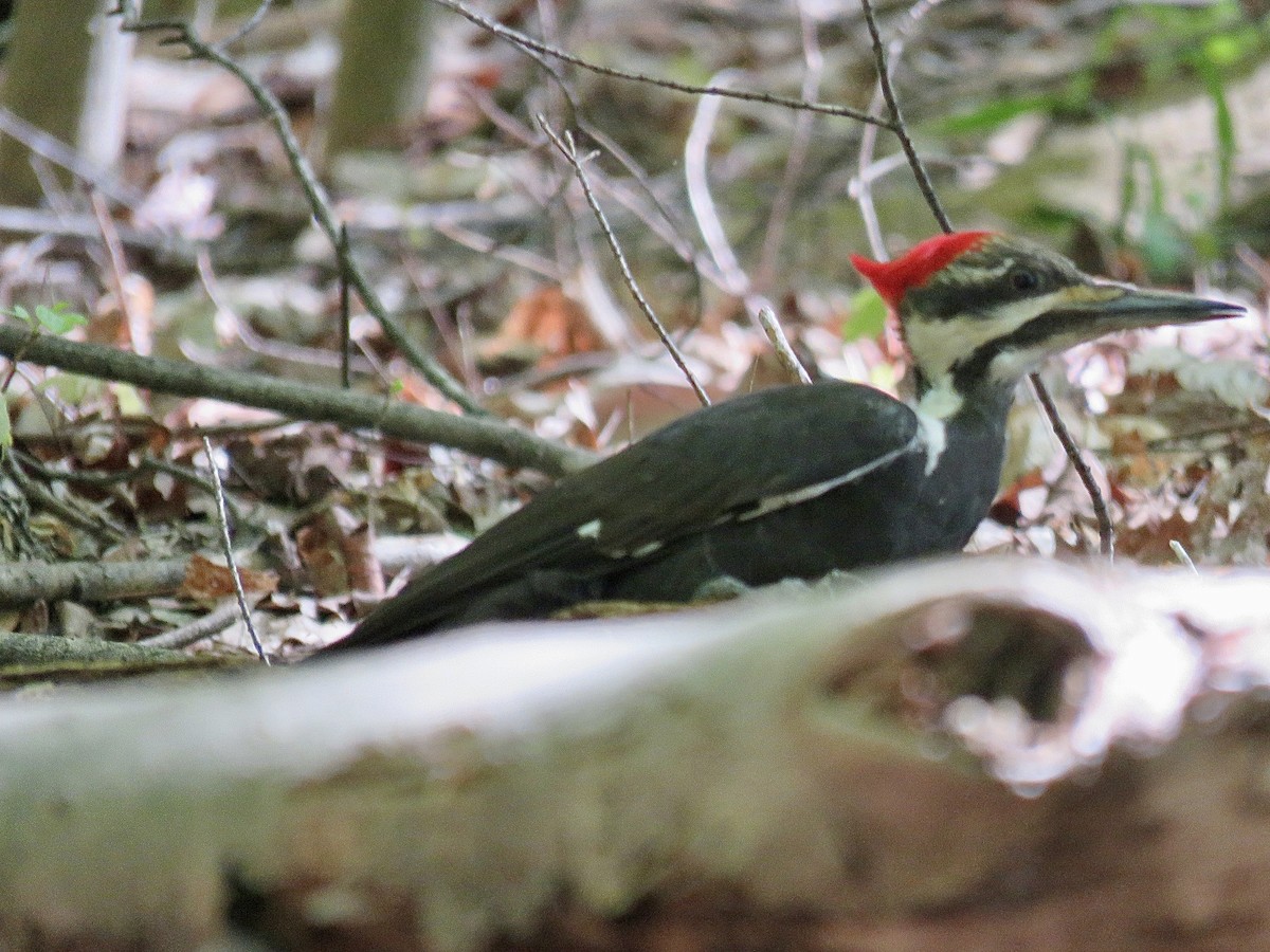 Pileated Woodpecker - ML643293049